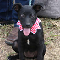 Thumbnail photo of Feathers #1