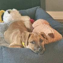 Thumbnail photo of Feisty in CT #3