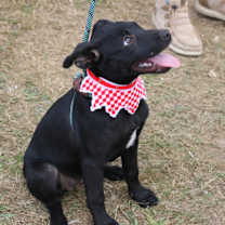 Thumbnail photo of Feathers #3