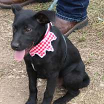 Thumbnail photo of Feathers #4