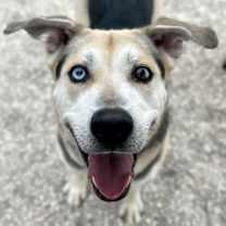 Thumbnail photo of Boa #1