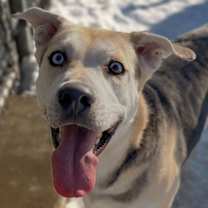 Thumbnail photo of Boa #2