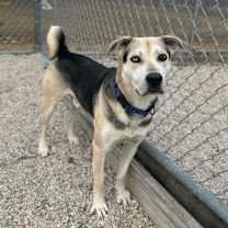 Thumbnail photo of Boa #3