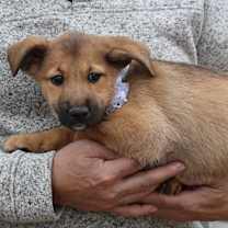 Thumbnail photo of Percy #2