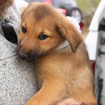 Thumbnail photo of Percy #3