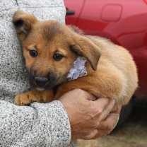 Thumbnail photo of Percy #4