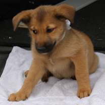 Thumbnail photo of Percy #1