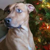 Thumbnail photo of Chip #2