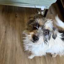 Thumbnail photo of BOBA #1