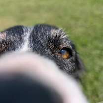 Thumbnail photo of Daisy #1