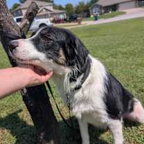 Thumbnail photo of Daisy #2