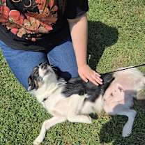 Thumbnail photo of Daisy #3