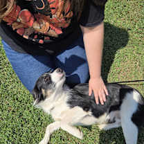 Thumbnail photo of Daisy #4