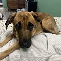 Thumbnail photo of Rosey #1