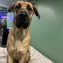 Thumbnail photo of Rosey #3