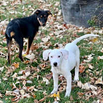 Thumbnail photo of Falkor #3