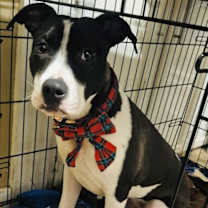 Thumbnail photo of Dotty #2