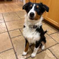 Thumbnail photo of Petunia #1