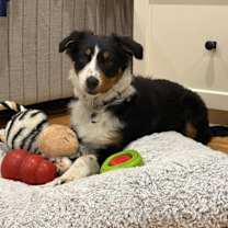 Thumbnail photo of Petunia #2