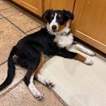 Thumbnail photo of Petunia #3