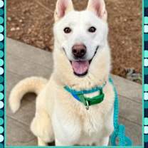 Thumbnail photo of Sammy (25) #1