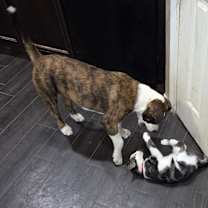 Thumbnail photo of Tank #1