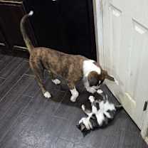 Thumbnail photo of Tank #4