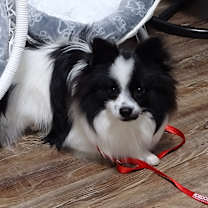 Thumbnail photo of Toji #3