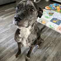 Thumbnail photo of Oryx #1