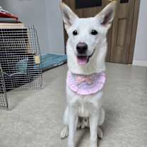 Thumbnail photo of GAEUL #2