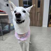 Thumbnail photo of GAEUL #3