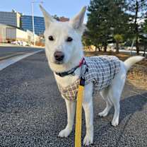 Thumbnail photo of GAEUL #4