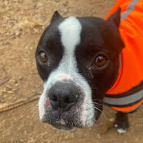 Thumbnail photo of Dorothea #1