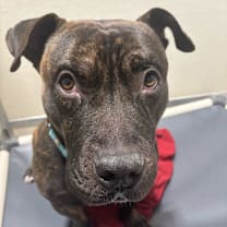 Thumbnail photo of Pho #4