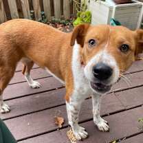 Thumbnail photo of Louise *adoption pending* #4