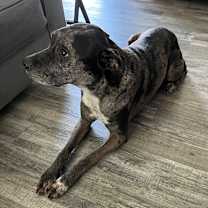 Thumbnail photo of Oryx #2