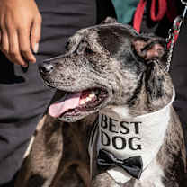 Thumbnail photo of Oryx #4