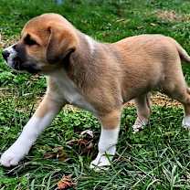 Thumbnail photo of PUPPY ELTON #3