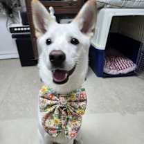 Thumbnail photo of GAEUL #3