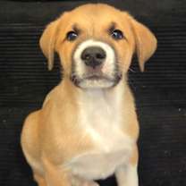 Thumbnail photo of PUPPY ELTON #1