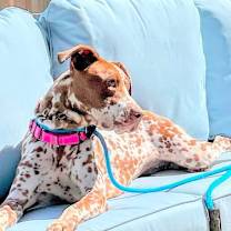 Thumbnail photo of Pippi #3