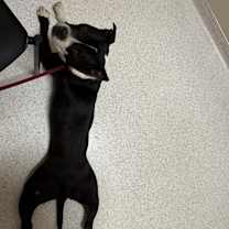 Thumbnail photo of Opie #1