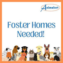 Thumbnail photo of Foster Homes Needed! #1