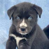 Thumbnail photo of Holiday Pup - Tinsel - Adopted! #2