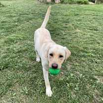 Thumbnail photo of Lula #2