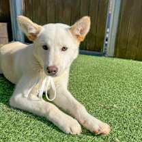 Thumbnail photo of Mongmong #4