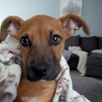 Thumbnail photo of Jolly #2