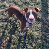 Thumbnail photo of Mahogany #3