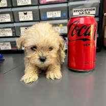 Thumbnail photo of Bubbles #2