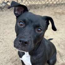 Thumbnail photo of AVA #3